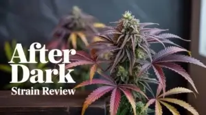 After Dark strain review