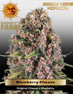 Blueberry Cheese (Feminized) (space) Barney's Farm