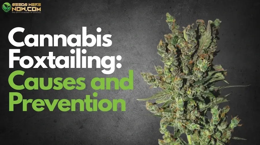Cannabis Foxtailing: Causes, Prevention, and How To Fix It