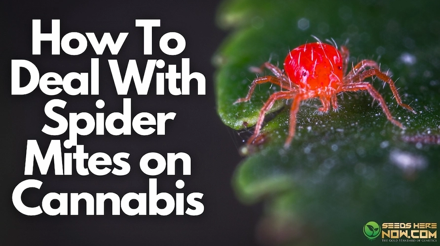 How To Deal With Spider Mites on Cannabis Plants: The Complete Guide