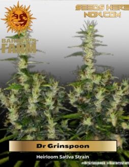 Dr Grinspoon (Feminized) (space) Barney's Farm