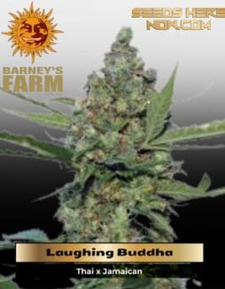 Laughing Buddha (Feminized) (space) Barney's Farm