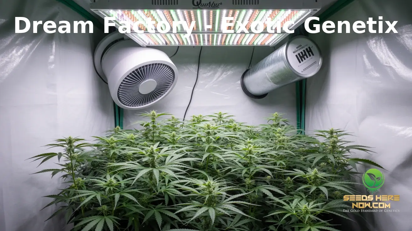 Indoor cannabis cultivation under grow lights.