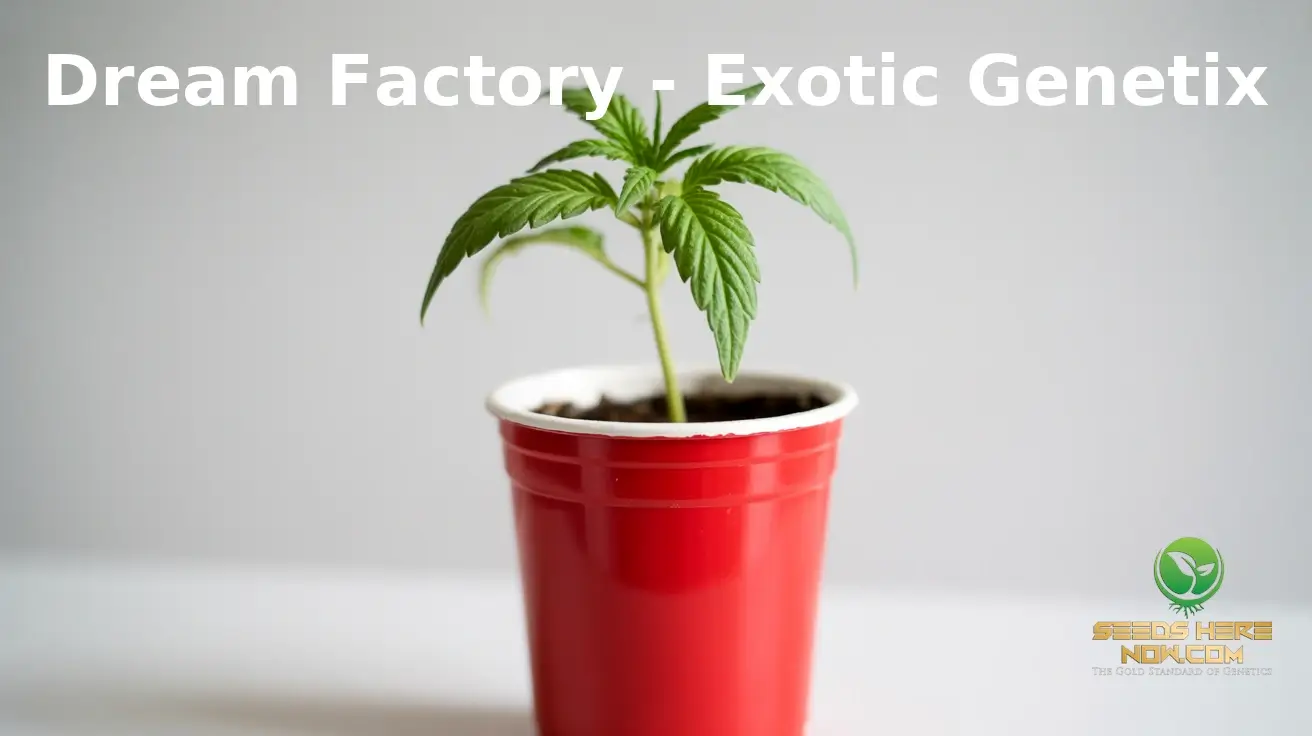 Dream Factory 2026 Complete Show And Grow Guide – Small cannabis plant in red pot. solo cup dream factory