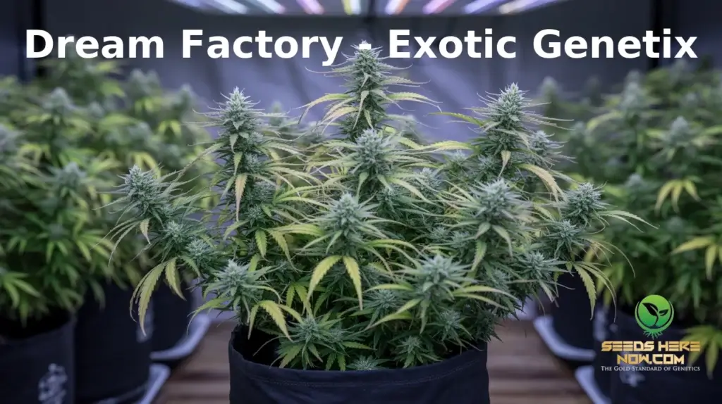 Dream Factory 2026 Complete Show and Grow Guide