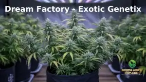 Lush cannabis plants in cultivation. Dream Factory (space) Exotic genetix