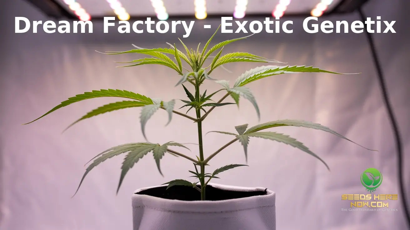 Young cannabis plant under grow lights.