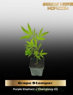 Grape Stomper  (Clones) – ACC