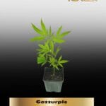 Gazzurple (Clones) – ACC