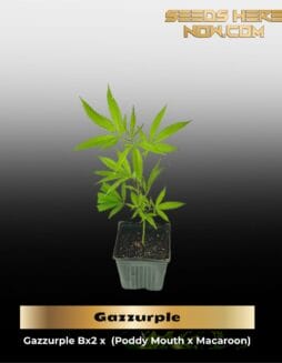 Gazzurple (Clones) – ACC