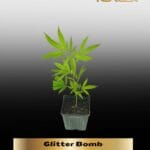 Glitter Bomb (Clones) – ACC