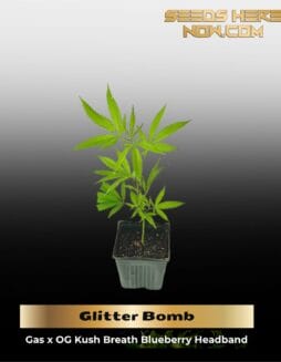 Glitter Bomb (Clones) – ACC