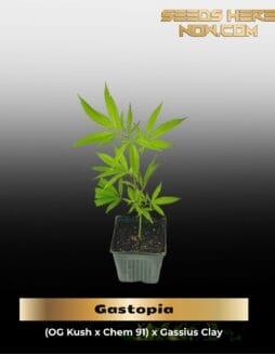 Gastopia (Clones) – ACC