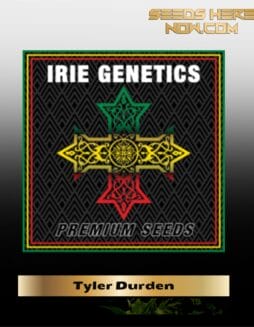 Tyler Durden (Feminized) (space) Irie Genetics