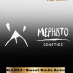 ILL#62 - Sweet Smile (Autoflower) – Mephisto Genetics
