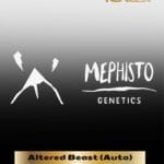 ILL#66 - Altered Beast (Autoflower) – Mephisto Genetics