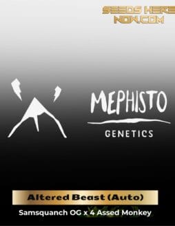 ILL#66 (space) Altered Beast (Autoflower) – Mephisto Genetics