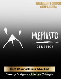 ILL#67 (space) E.T Munchies (Autoflower) – Mephisto Genetics