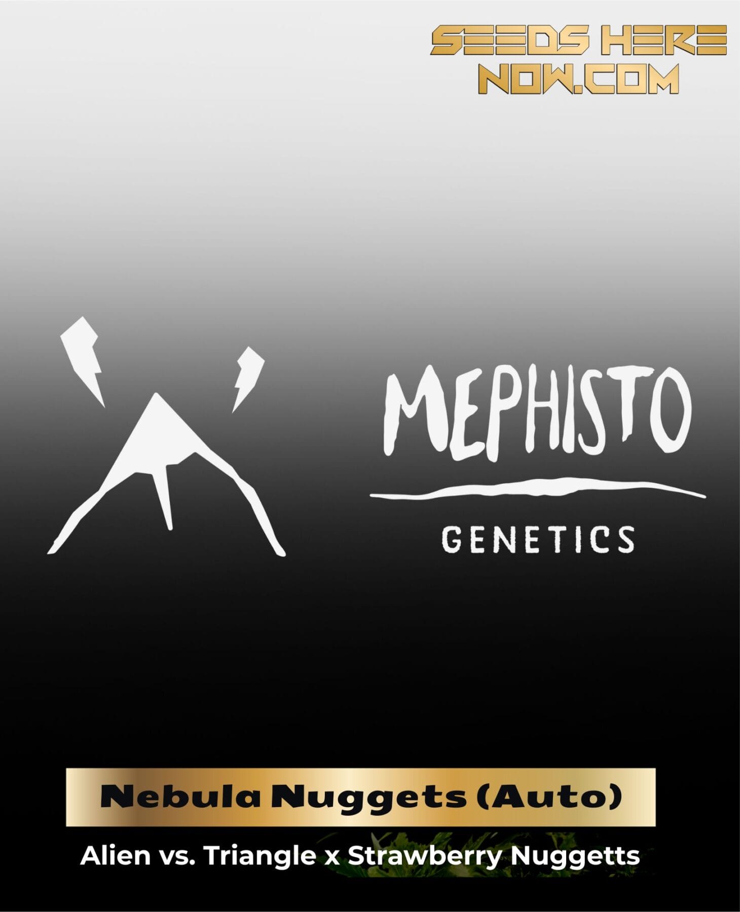 ILL#75 - Nebula Nuggets (Autoflower) – Mephisto Genetics
