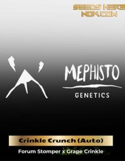 ILL#72 (space) Crinkle Crunch (Autoflower) – Mephisto Genetics