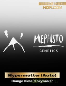 ILL#82 (space) Hypermatter (Autoflower) – Mephisto Genetics