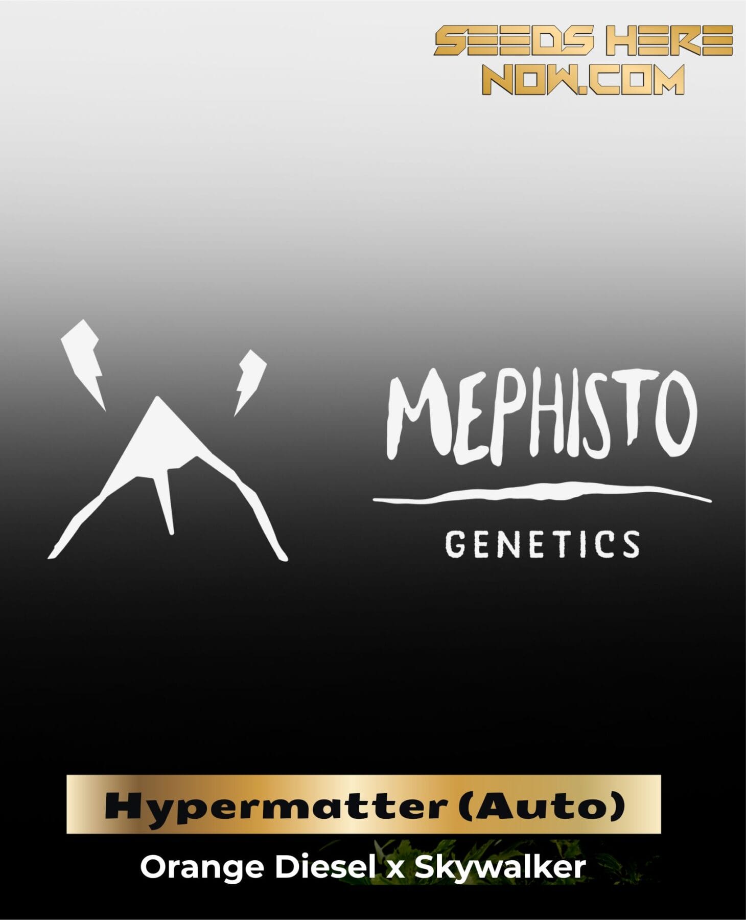 ILL#82 - Hypermatter (Autoflower) – Mephisto Genetics