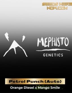 ILL#81 (space) Petrol Punch (Autoflower) – Mephisto Genetics