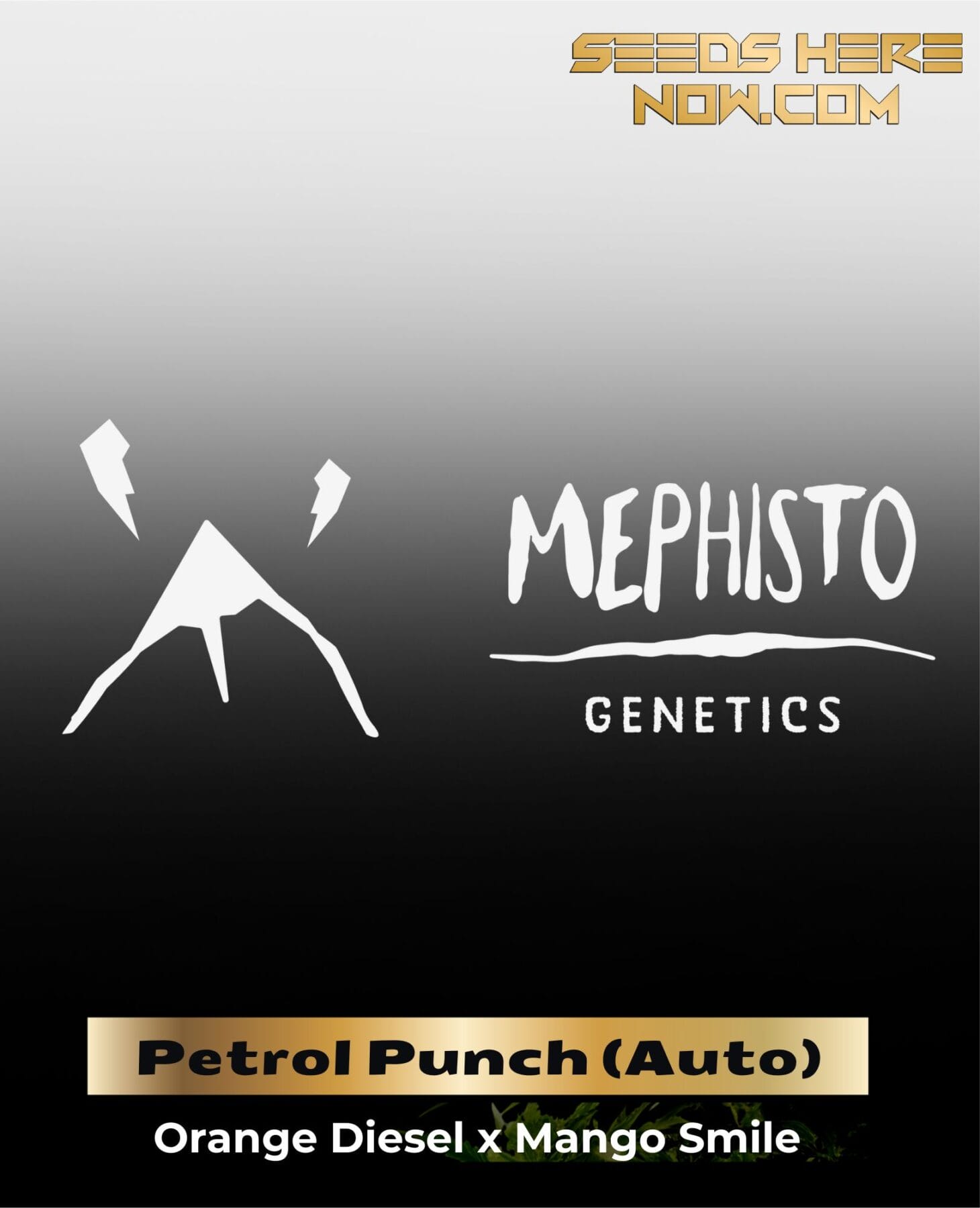 ILL#81 - Petrol Punch (Autoflower) – Mephisto Genetics