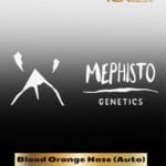 ILL#57 - Blood Orange Haze (Autoflower) – Mephisto Genetics