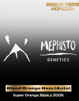ILL#57 (space) Blood Orange Haze (Autoflower) – Mephisto Genetics