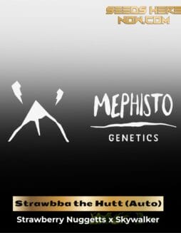 ILL#50 (space) Strawbba the Hutt (Autoflower) – Mephisto Genetics