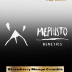 ILL#77 - Strawberry Mango Crumble (Autoflower) – Mephisto Genetics