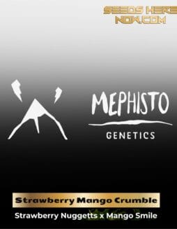 ILL#77 (space) Strawberry Mango Crumble (Autoflower) – Mephisto Genetics