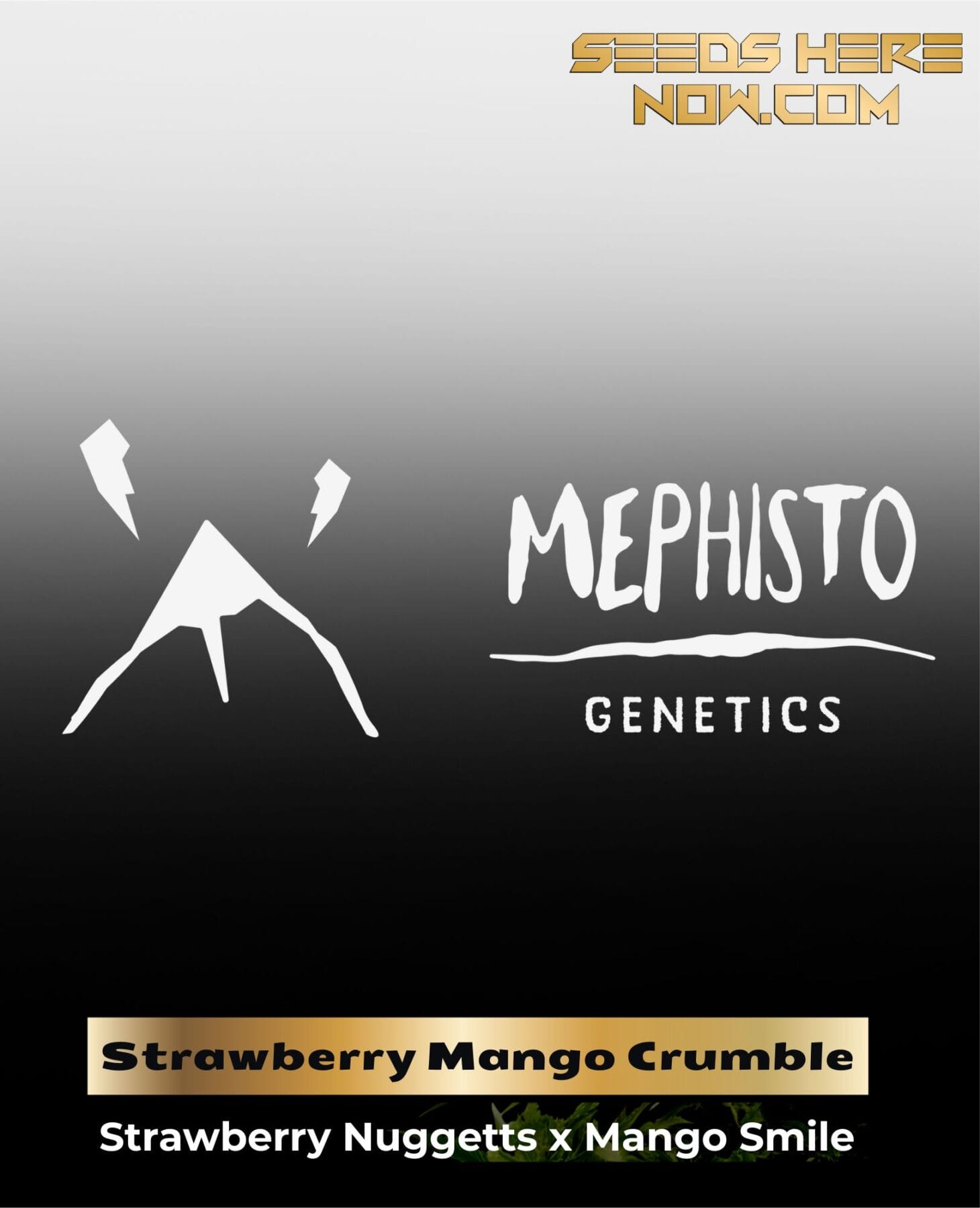 ILL#77 - Strawberry Mango Crumble (Autoflower) – Mephisto Genetics