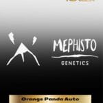 ILL#78 - Orange Panda (Autoflower) – Mephisto Genetics