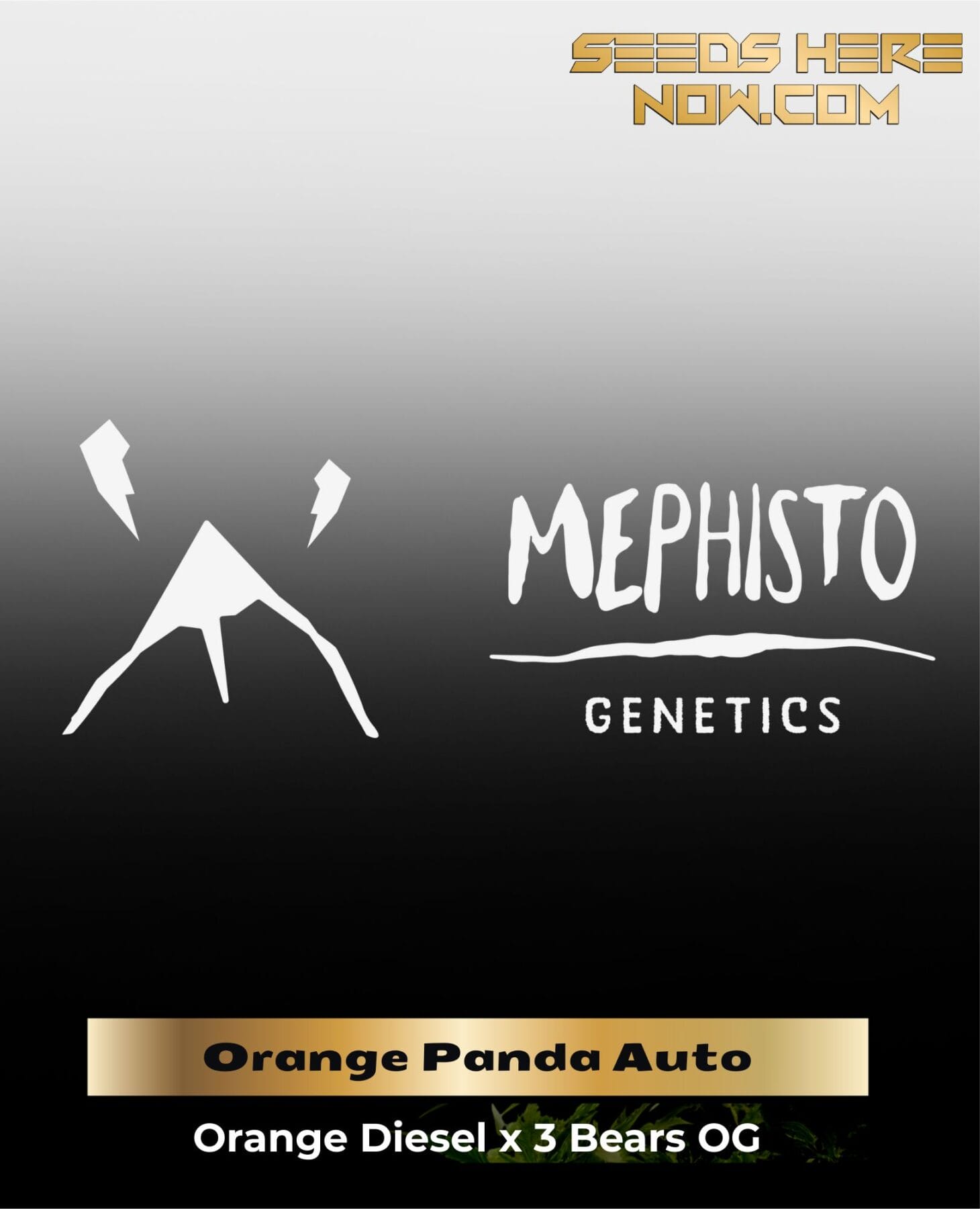 ILL#78 - Orange Panda (Autoflower) – Mephisto Genetics