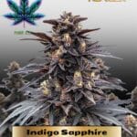 Indigo Sapphire (Feminized) - Pure XX