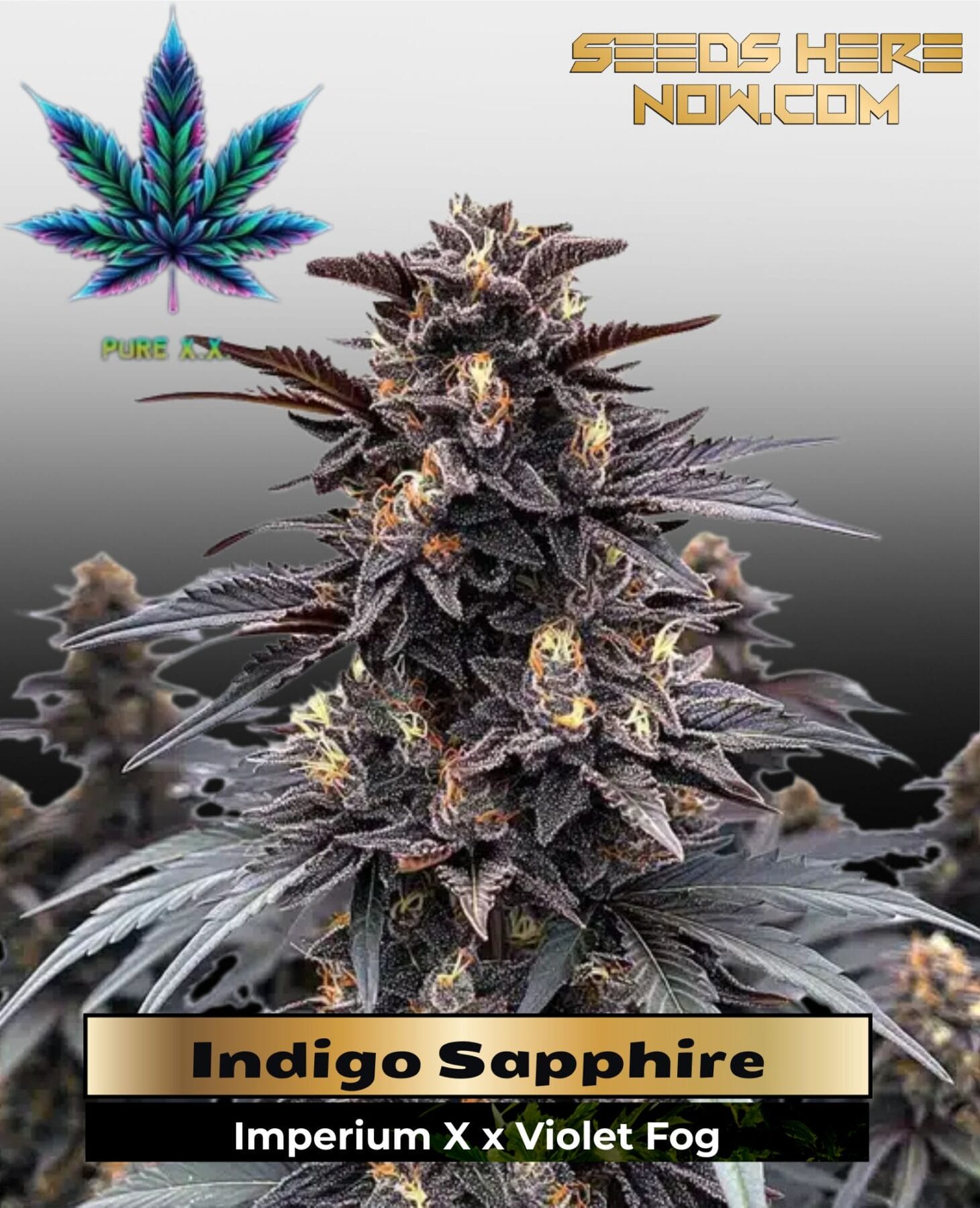 Indigo Sapphire (Feminized) - Pure XX