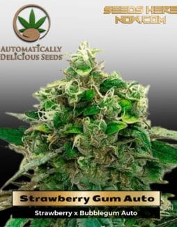 Strawberry Gum (Autoflower) – Automatically Delicious