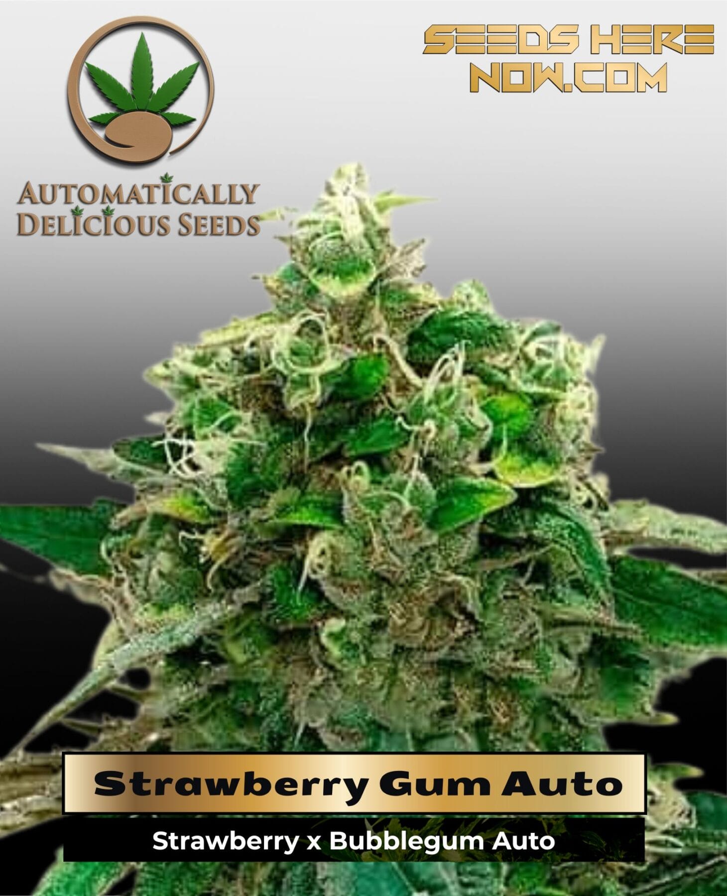 Strawberry Gum (Autoflower) – Automatically Delicious