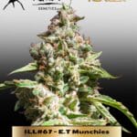 ILL#67 - E.T Munchies (Autoflower) – Mephisto Genetics