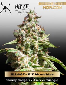 ILL#67 (space) E.T Munchies (Autoflower) – Mephisto Genetics