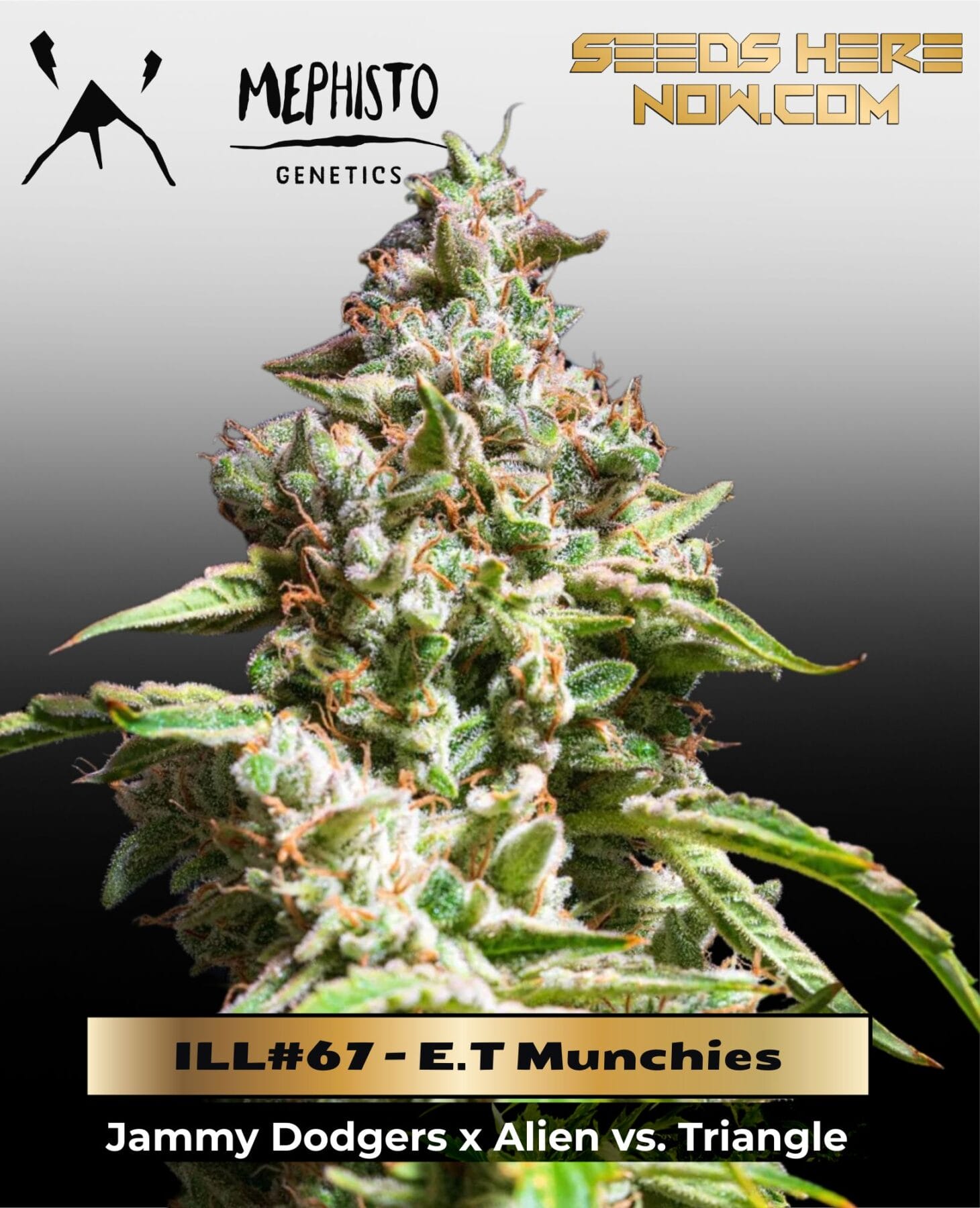 ILL#67 - E.T Munchies (Autoflower) – Mephisto Genetics