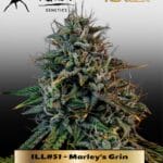 ILL#51 - Marley's Grin (Autoflower) – Mephisto Genetics