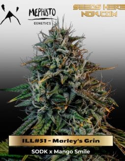 ILL#51 (space) Marley's Grin (Autoflower) – Mephisto Genetics