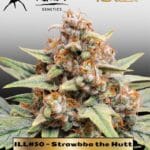 ILL#50 - Strawbba the Hutt (Autoflower) – Mephisto Genetics