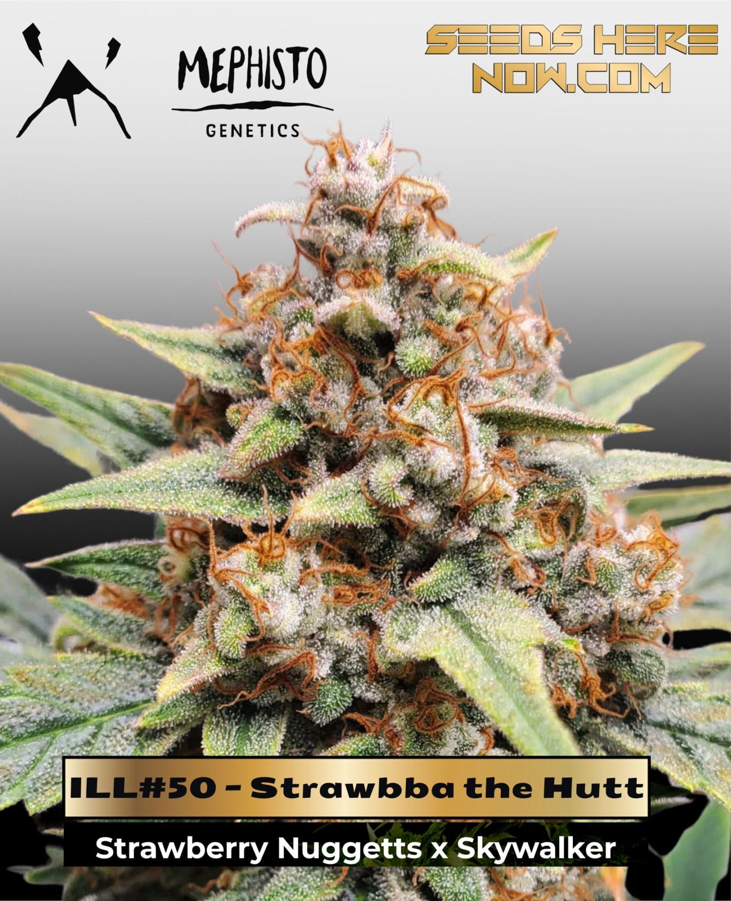 ILL#50 - Strawbba the Hutt (Autoflower) – Mephisto Genetics