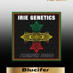 Blucifer (Feminized) - Irie Genetics