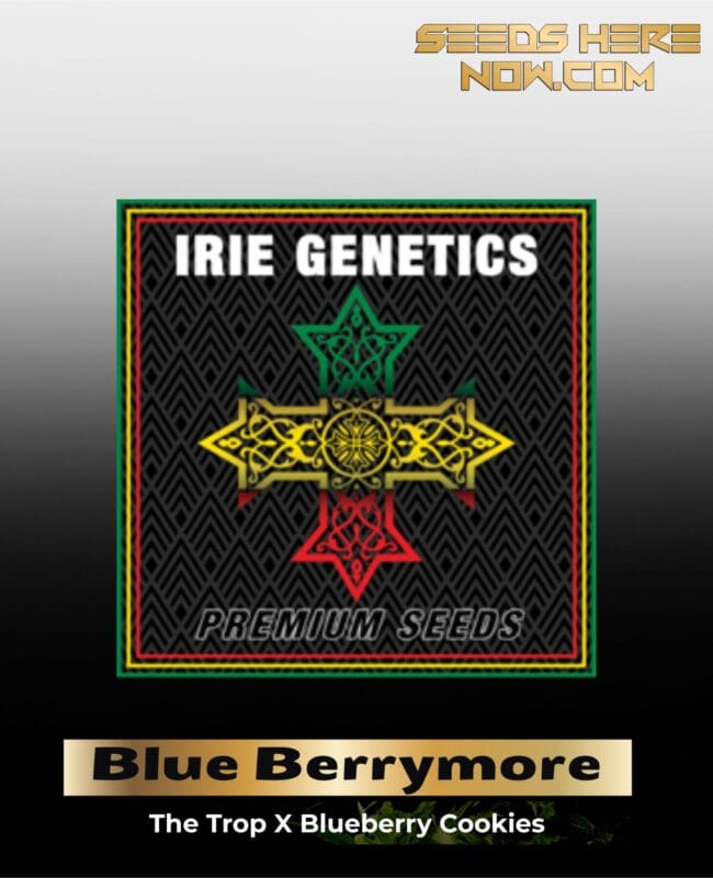 Blue Berrymore (Feminized) - Irie Genetics
