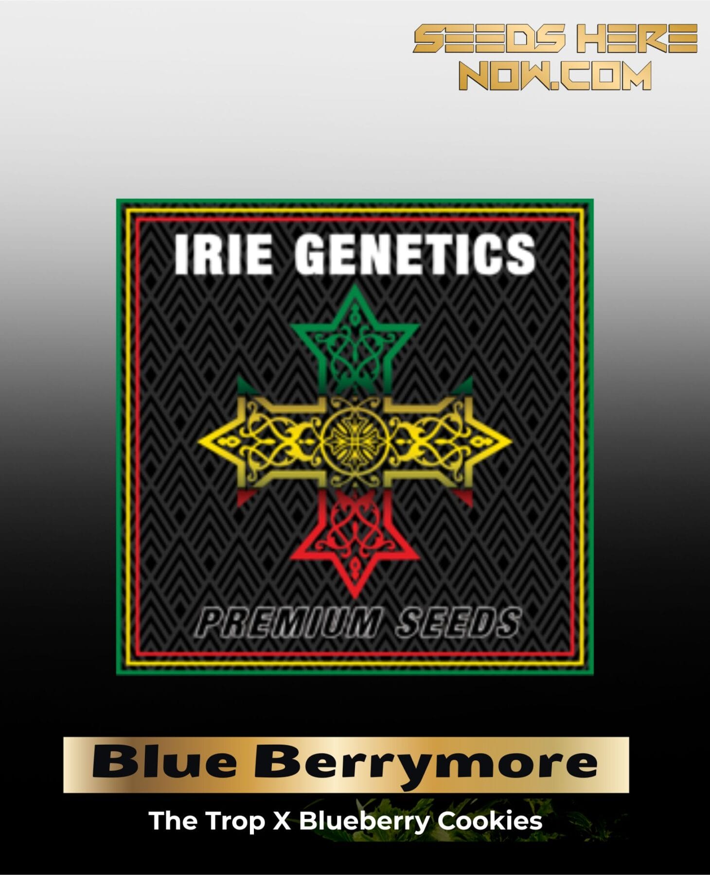 Blue Berrymore (Feminized) - Irie Genetics